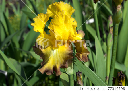 German iris yellow German iris yellow 77316598