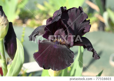 German iris dark purple German iris dark purple 77316603