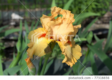 German iris yellow 77316656