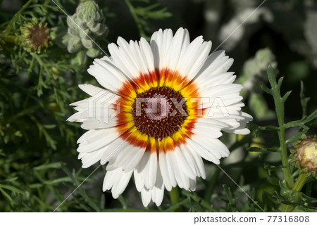 White Hanawagiku wreath chrysanthemum White Hanawagiku wreath chrysanthemum 77316808