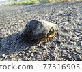 Green turtle with neck retracted 77316905
