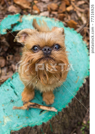 Brussels griffon  sits on a tree stump 77316926
