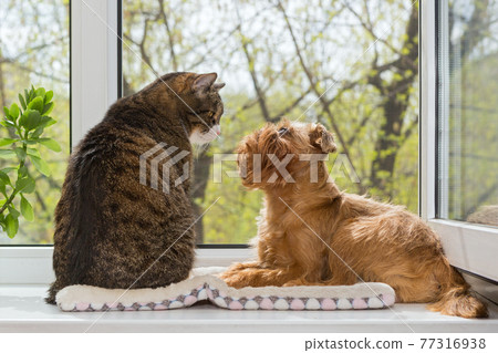 Cat and a dog sit together on the windowsill 77316938