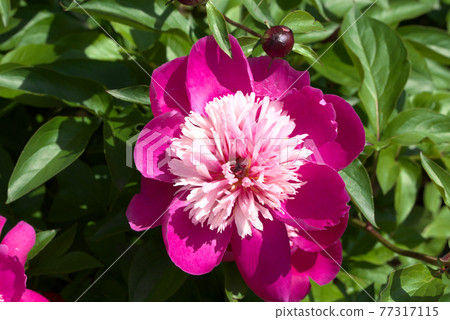 Pink peony Pink peony 77317115
