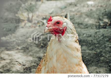 Close up head white hen. Close chicken head Close up head white hen. Close chicken head 77317279