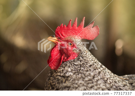 Pockmarked rooster bird close up 77317337