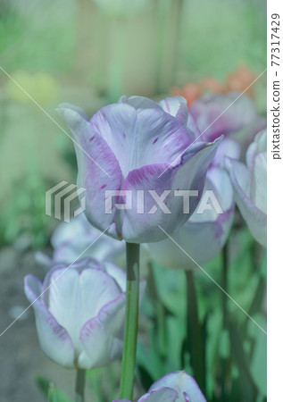 White tulip with purple stripes Shirley White tulip with purple stripes Shirley 77317429