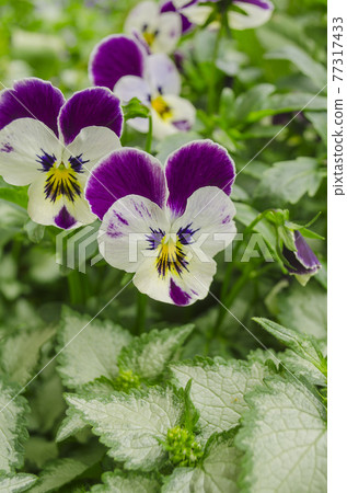 Tricolor pansy flower Tricolor pansy flower 77317433