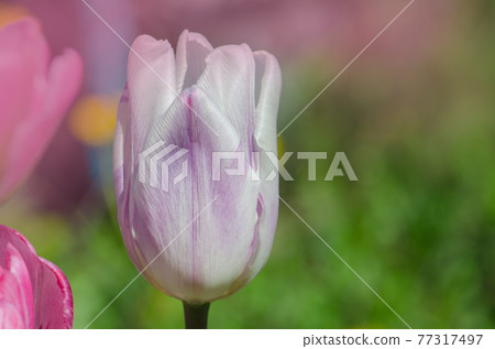 White tulip with purple stripes Shirley White tulip with purple stripes Shirley 77317497