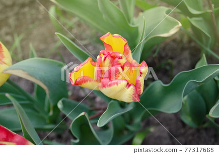Beautiful tulip with stripe. Natural floral background 77317688