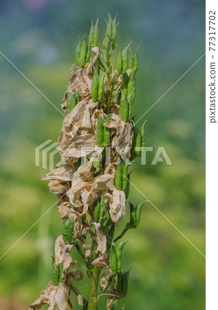 Delphinium field to production seed industry. Delphinium seeds of flowers 77317702