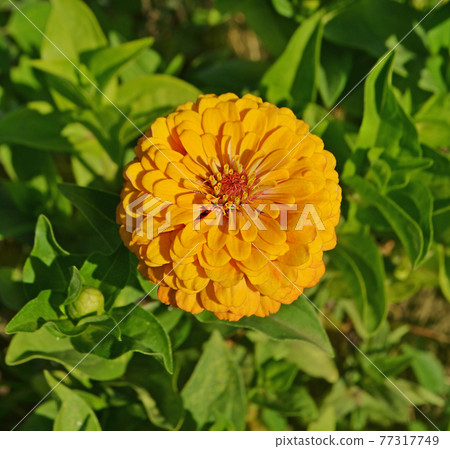 Yellow zinnia flower Yellow zinnia flower 77317749