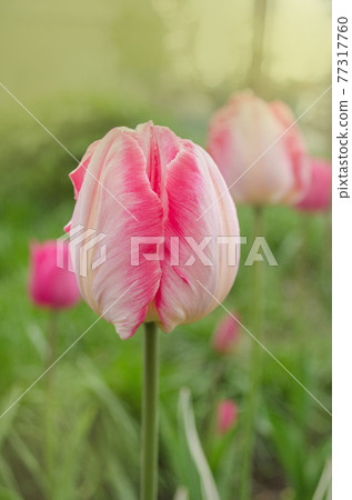 Pink Parrot tulip flower in garden 77317760