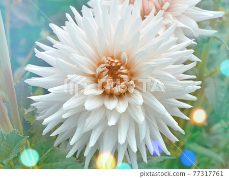 Dahlia cactus flower in the garden 77317761