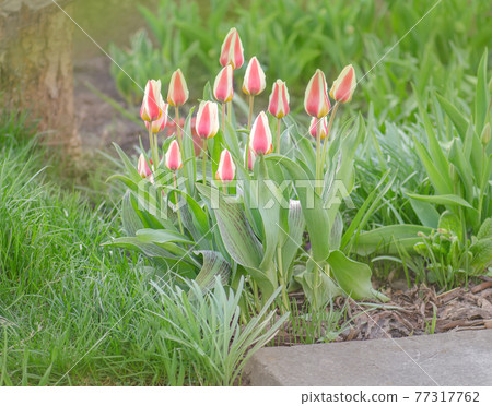 Beautiful flower of tulipa greigii Mary Ann 77317762