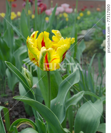 Beautiful tulip with stripe Texas flame. Natural floral background 77317800