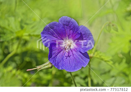 Geranium Johnsons Blue 77317812