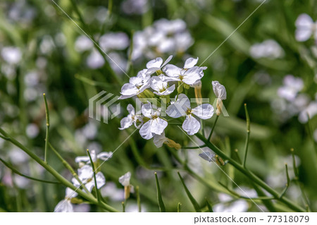 Radish flower [radish] 77318079