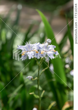 在樹蔭下生長的蝴蝶[蝴蝶花] 77318344