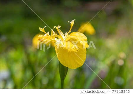 需要關注的外來物種黃色鳶尾花【濕地野生】 77318345