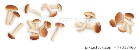 honey fungus mushrooms isolated on white background with clipping path and full depth of field. Set or collection 77318460