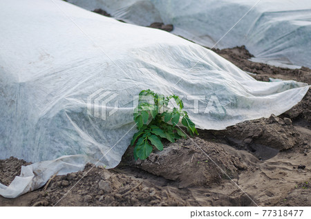 A young potato bush is peeking out from under the spunbond agrofibre spunlaid nonwoven fabric. Modern technologies in farming. Earlier potatoes, care and protection of young plants from night frost. 77318477
