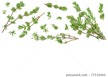 fresh thyme isolated on a white background with clipping path and full depth of field, Top view with copy space for your text. Flat lay 77318494