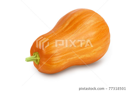 butternut squash isolated on white background with clipping path and full depth of field butternut squash isolated on white background with clipping path and full depth of field 77318501