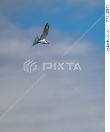 Bird flying and looking down with open wings 77318543