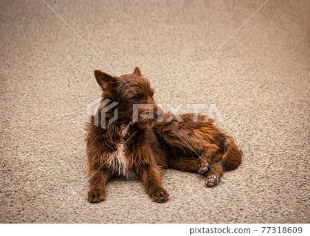 Homeless hungry depressed brown dog abandoned on the streets 77318609