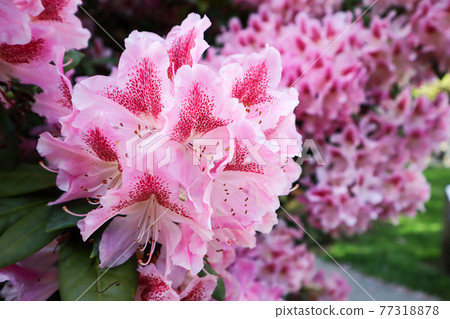 Pink rhododendron flower 77318878