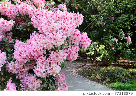 Pink rhododendron flower 77318879