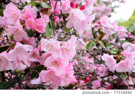 Pink rhododendron flower 77318880