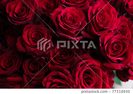 girl holding a huge bouquet of red roses in her hands 77318930