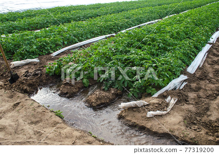 Irrigation of a potato plantation. Agriculture industry. Growing crops in early spring using greenhouses. Water resources in farming. Olericulture. Farming on open ground 77319200