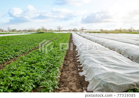 Potato plantation under agricultural fiber and in the open field. Hardening of potato bushes plants in late spring. Create a greenhouse effect for care and protection. Agroindustry, farming. Potato plantation under agricultural fiber and in the open field. Hardening of potato bushes plants in late spring. Create a greenhouse effect for care and protection. Agroindustry, farming. 77319385