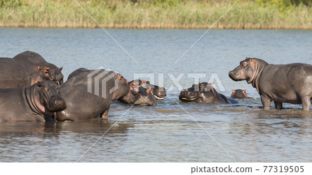 Playing Hippopotamus , Kruger National Park , Africa 77319505