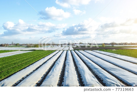 Potato plantation fields partially covered with agricultural spunbond fiber. Gradual removal and hardening of potato bushes plants in late spring. Create a greenhouse effect for care and protection. Potato plantation fields partially covered with agricultural spunbond fiber. Gradual removal and hardening of potato bushes plants in late spring. Create a greenhouse effect for care and protection. 77319663