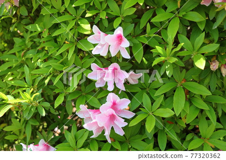 平戶杜鵑花 77320362