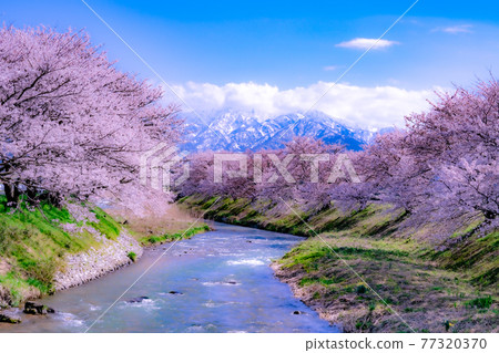 Asahi Town, Toyama Prefecture Sakura Spring Quartet Northern Alps Asahi Town, Toyama Prefecture Sakura Spring Quartet Northern Alps 77320370
