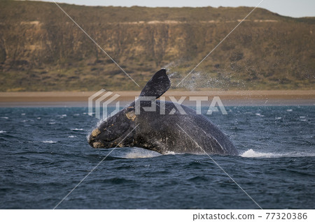 Whale Patagonia Argentina Whale Patagonia Argentina 77320386