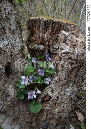 violet, violets, tree 77320462
