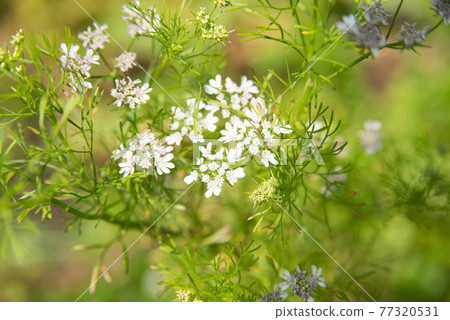 Coriander flowers Coriander flowers 77320531