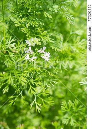 香菜花 香菜花 77320532