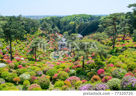 Ome City Shiofune Kannon Azalea Festival Ome City Shiofune Kannon Azalea Festival 77320720