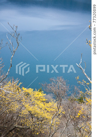 霧島禦波池初春盛開的金縷梅 77320899