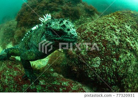 海鬣蜥尋找吃的 77320931