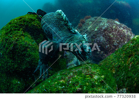 Marine iguana looking for something to eat 77320938