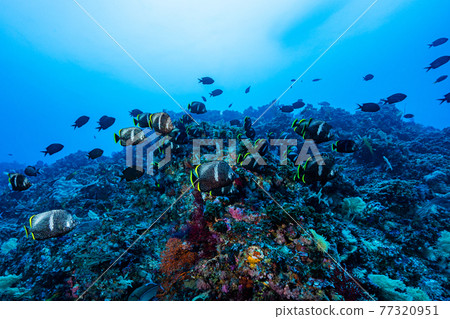 友禪牧群 友禪牧群 77320951