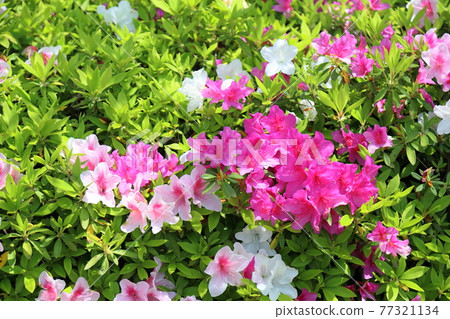 平戶杜鵑花 77321134